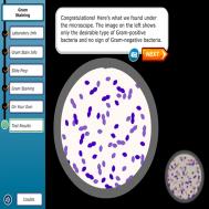 Virtual Experimental Lab.